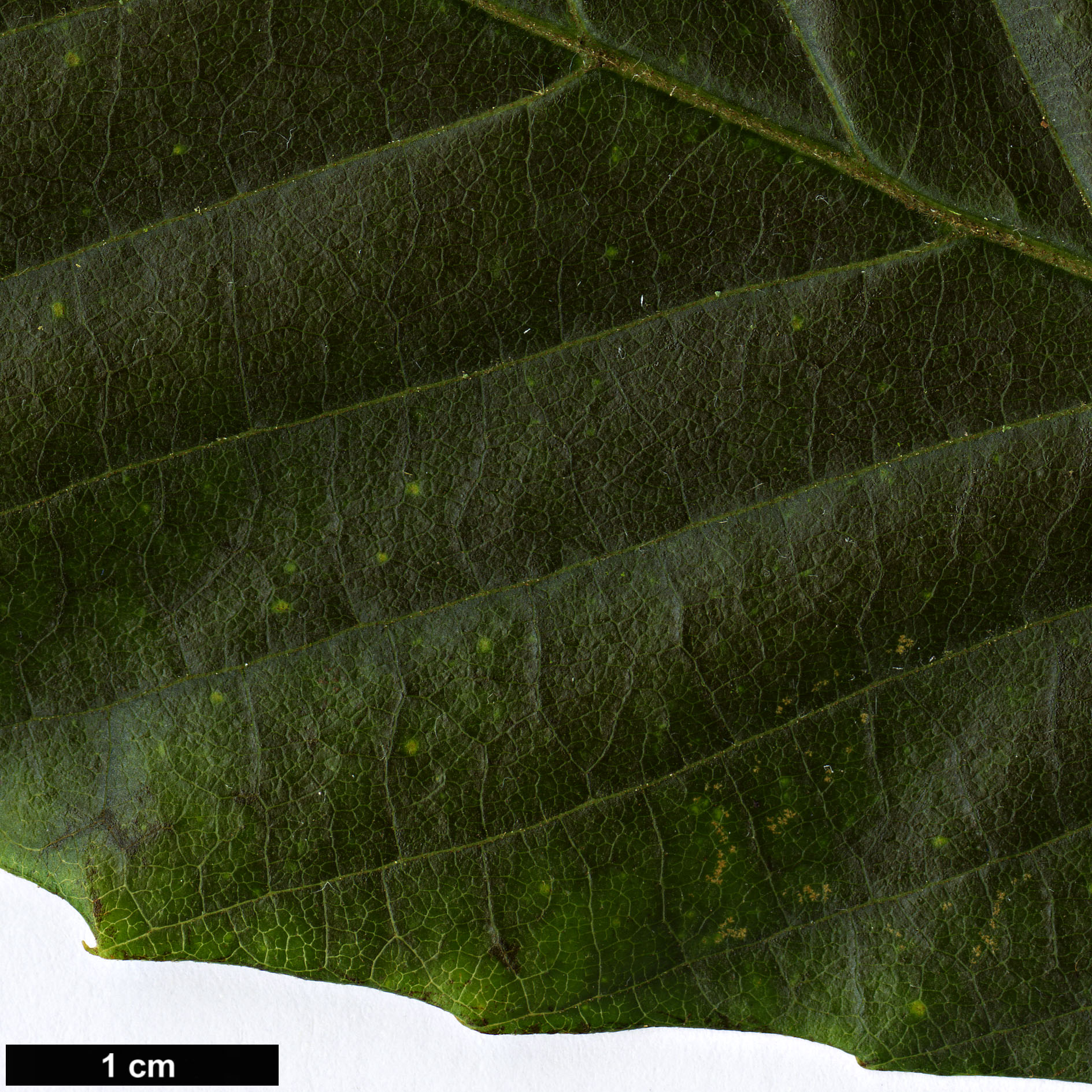High resolution image: Family: Sabiaceae - Genus: Meliosma - Taxon: aff. myriantha